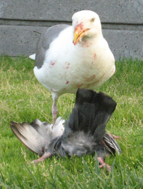seagull of death